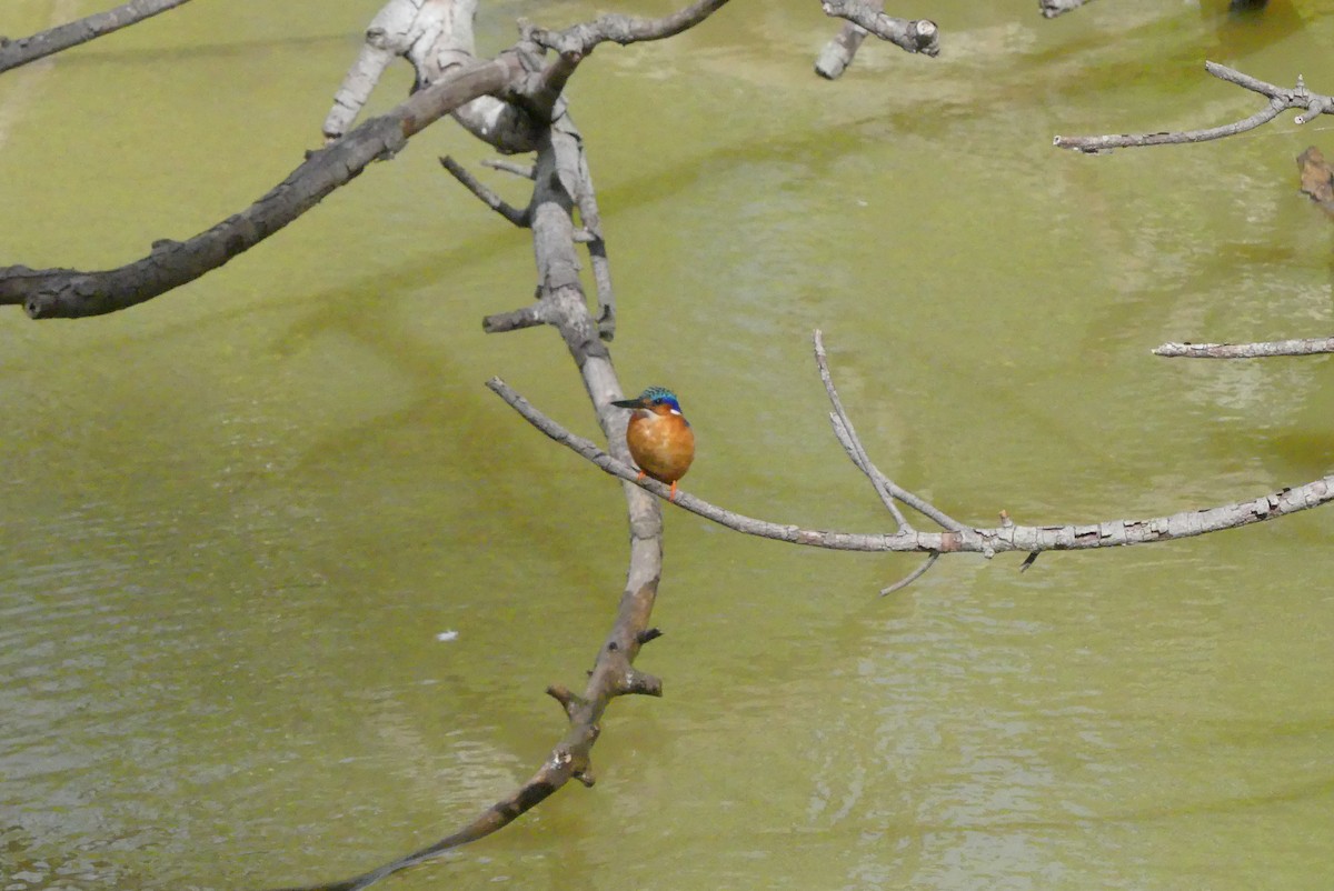 Malagasy Kingfisher - ML618875871