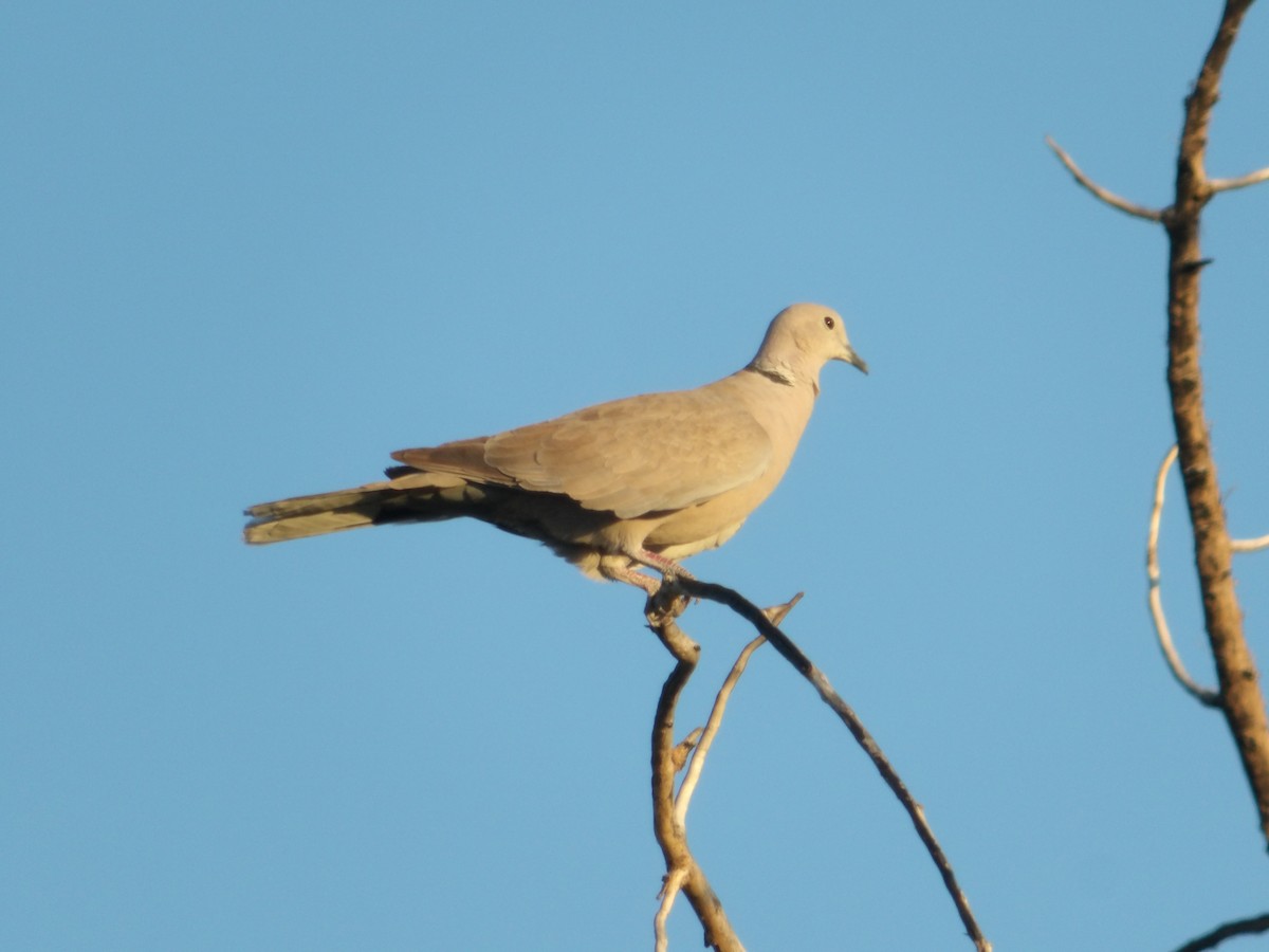 Eurasian Collared-Dove - Josh Emms