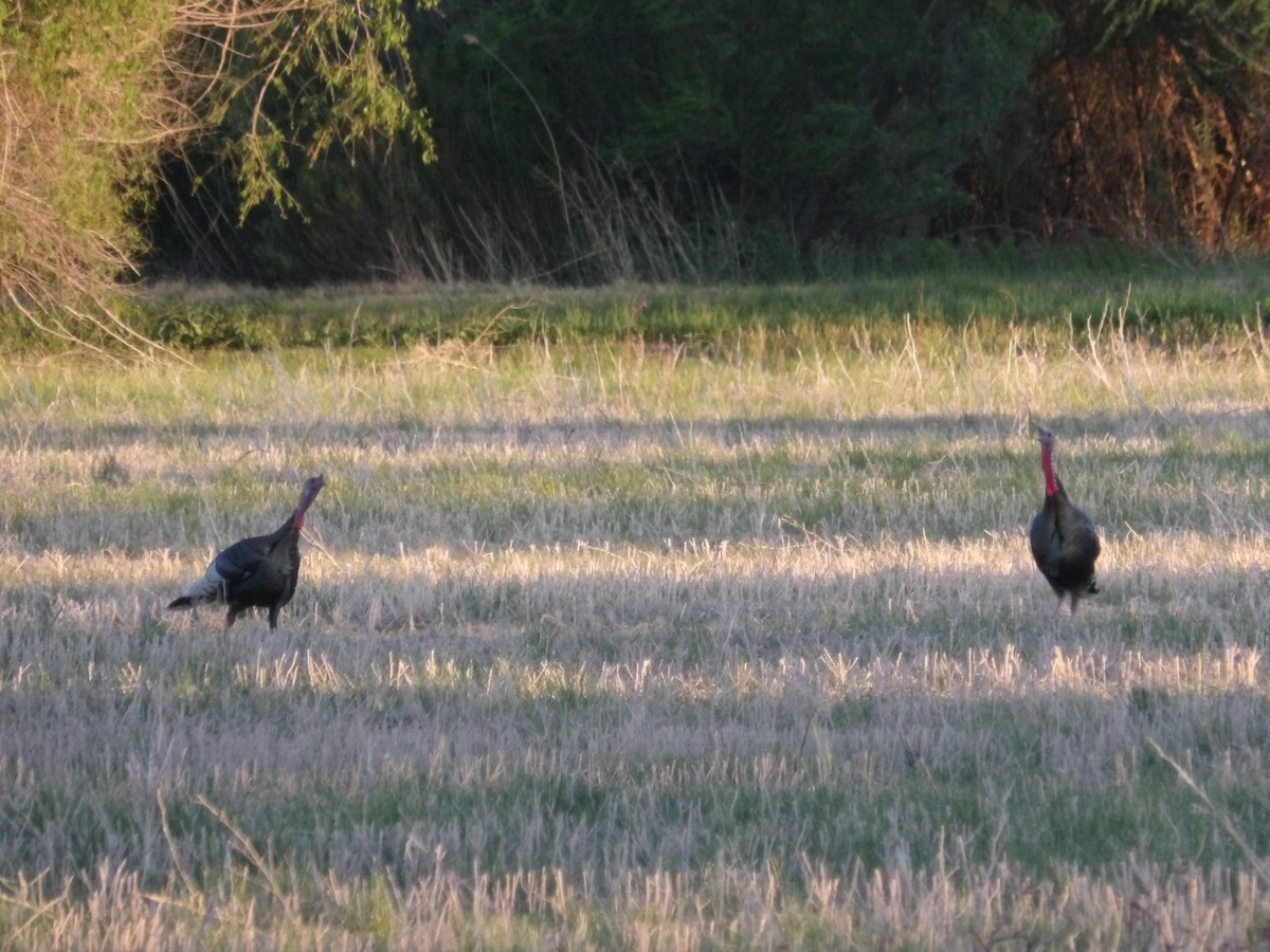 Wild Turkey - Josh Emms