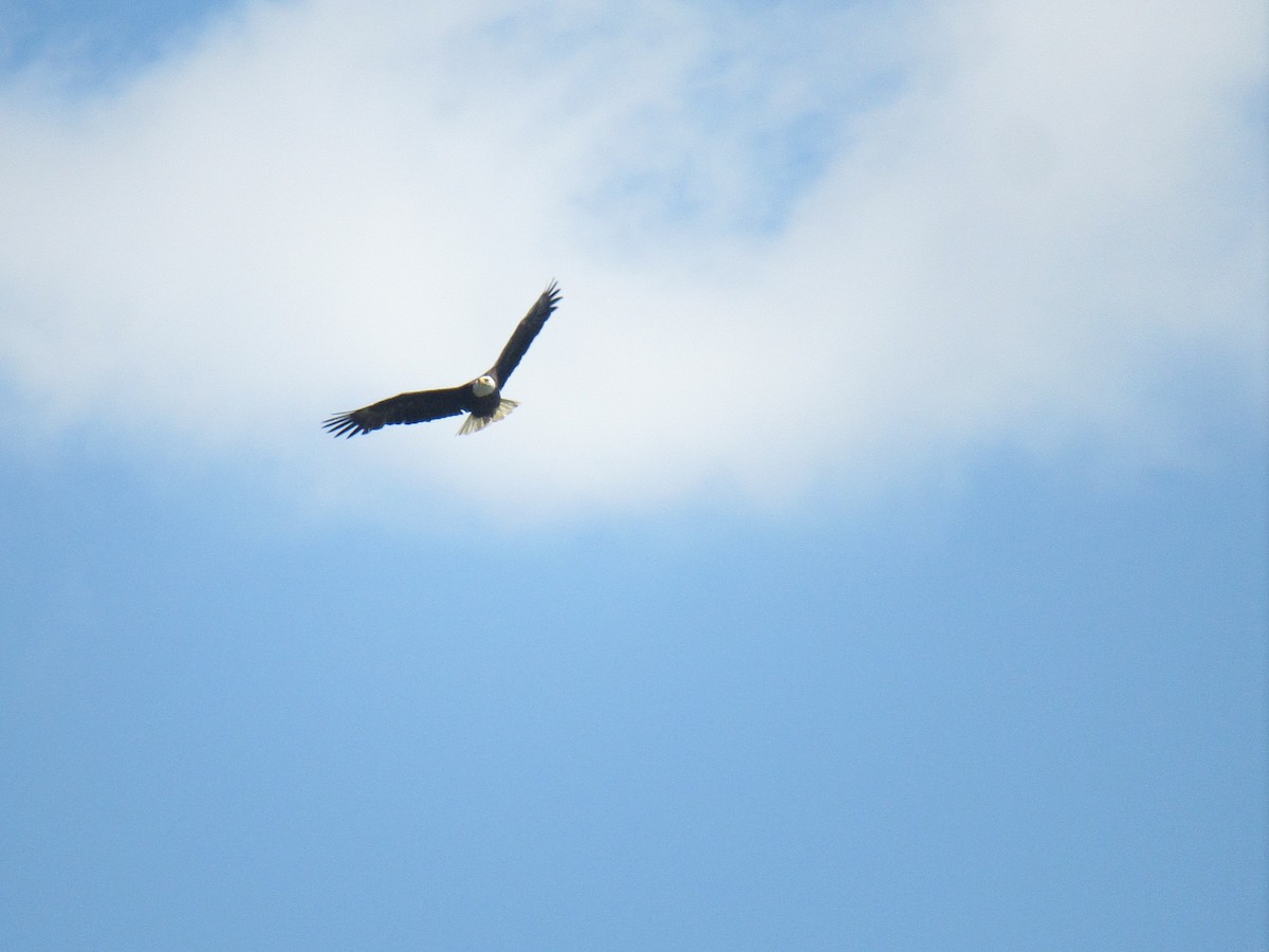 Bald Eagle - Just Jason