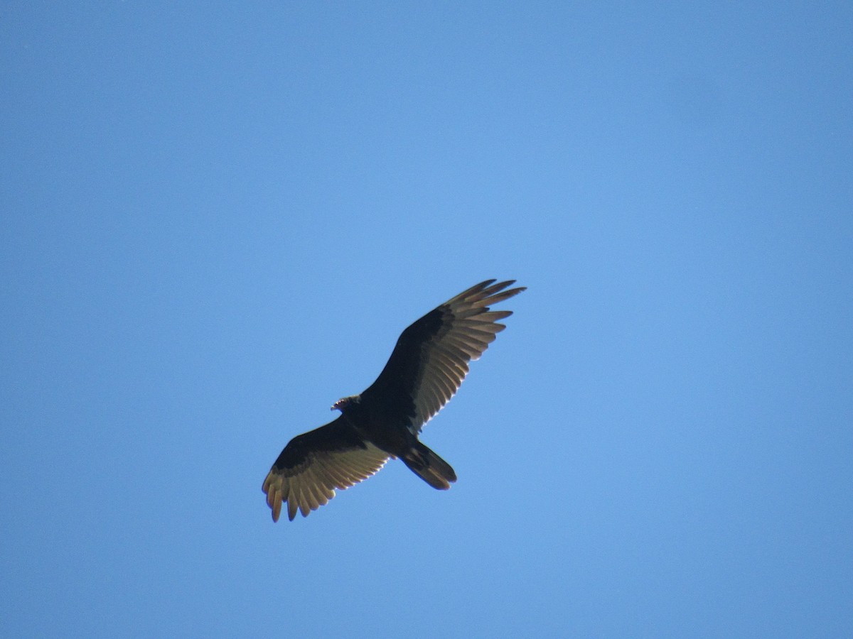 Turkey Vulture - Just Jason