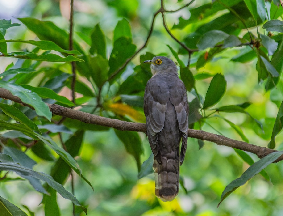 Common Hawk-Cuckoo - Md. Rahman