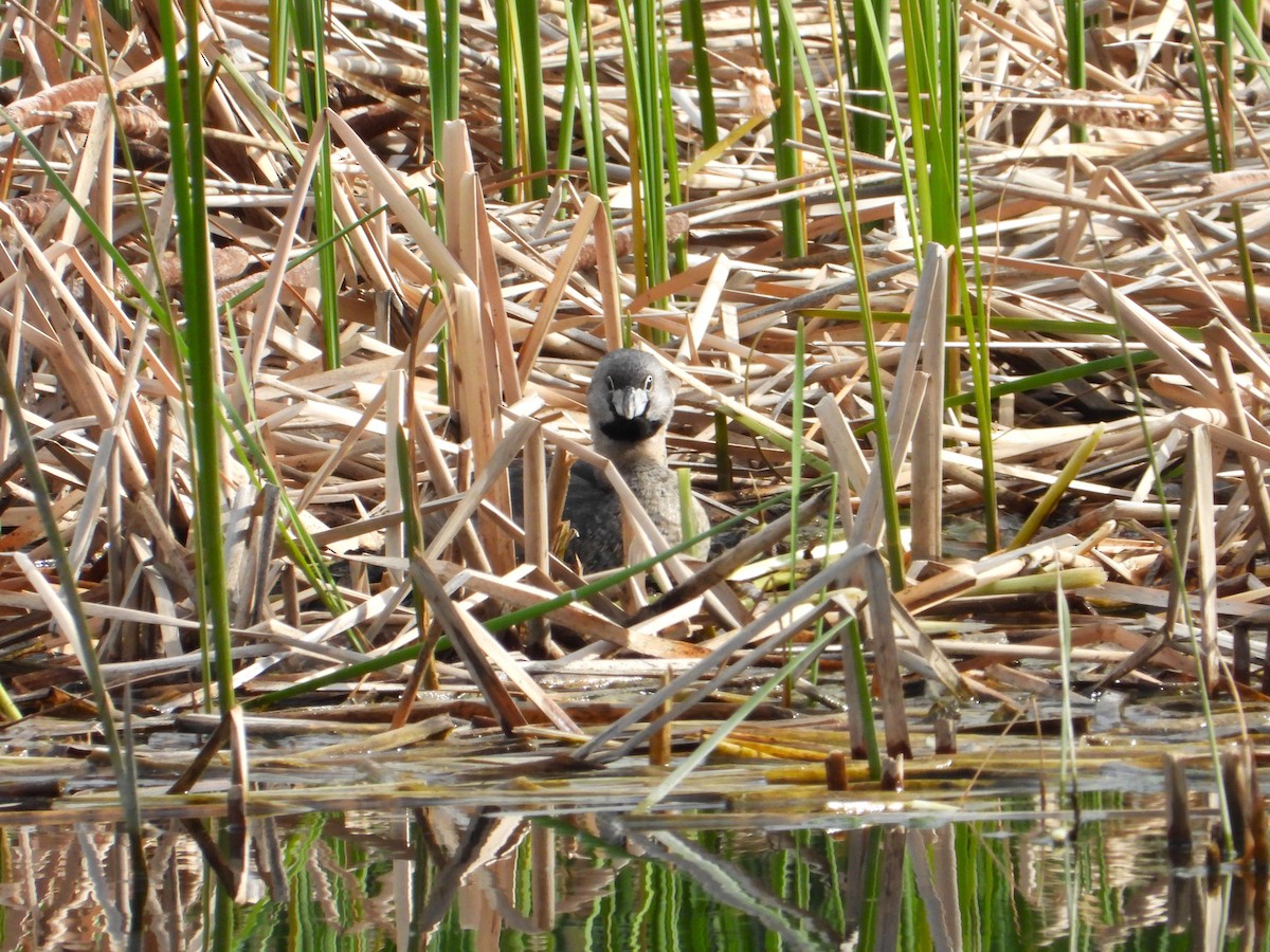 Pied-billed Grebe - Chipper Phillips