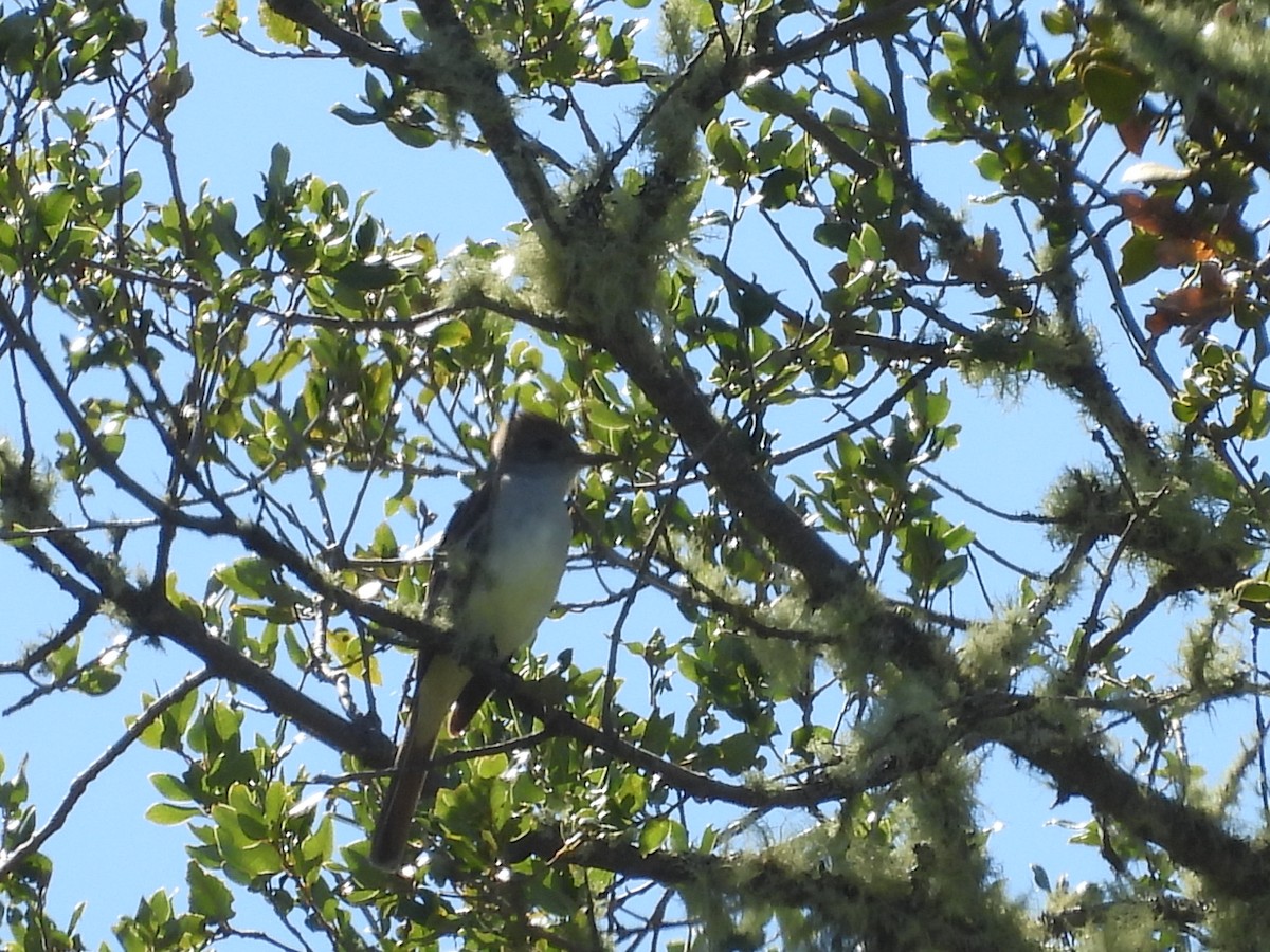 Ash-throated Flycatcher - ML618875912