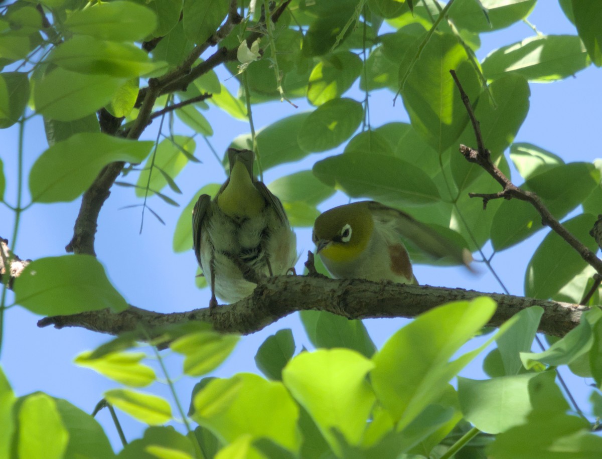 Буробокая белоглазка - ML618875942