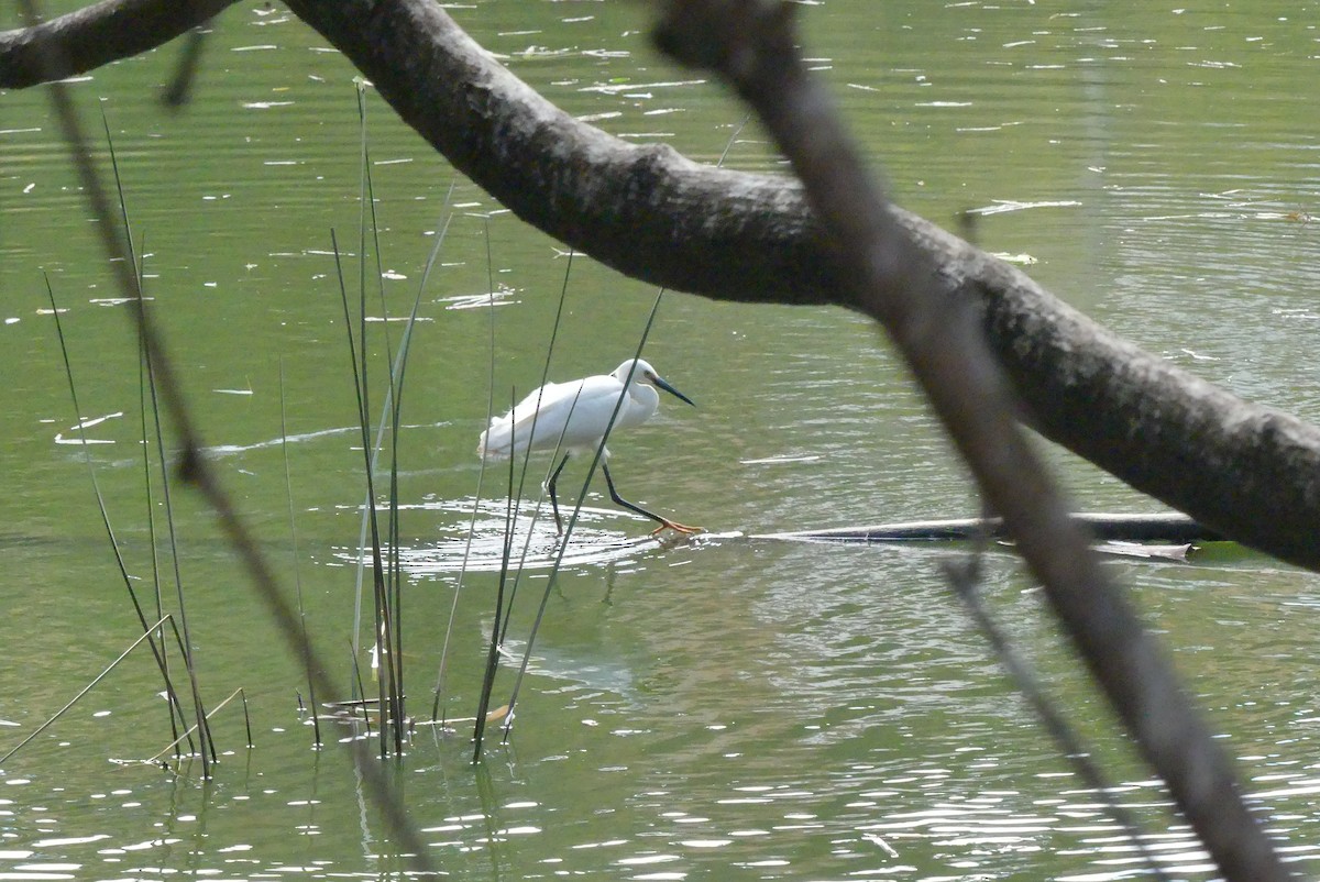 Little Egret (Dimorphic) - Rado  J. L. RAVOAVY RANDRIANASOLO