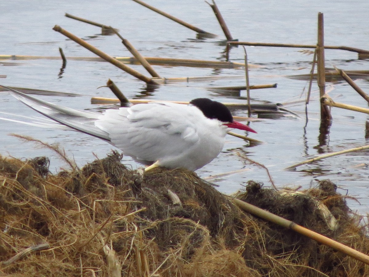 Arctic Tern - Дмитрий Павлов