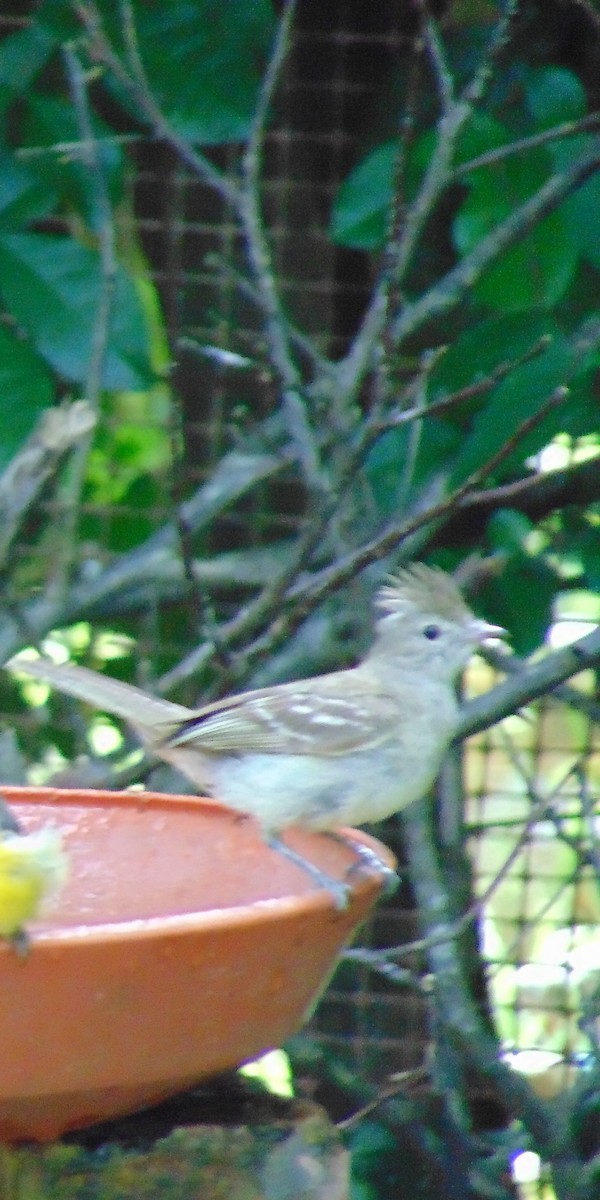 Yellow-bellied Elaenia - Adriana Rojas