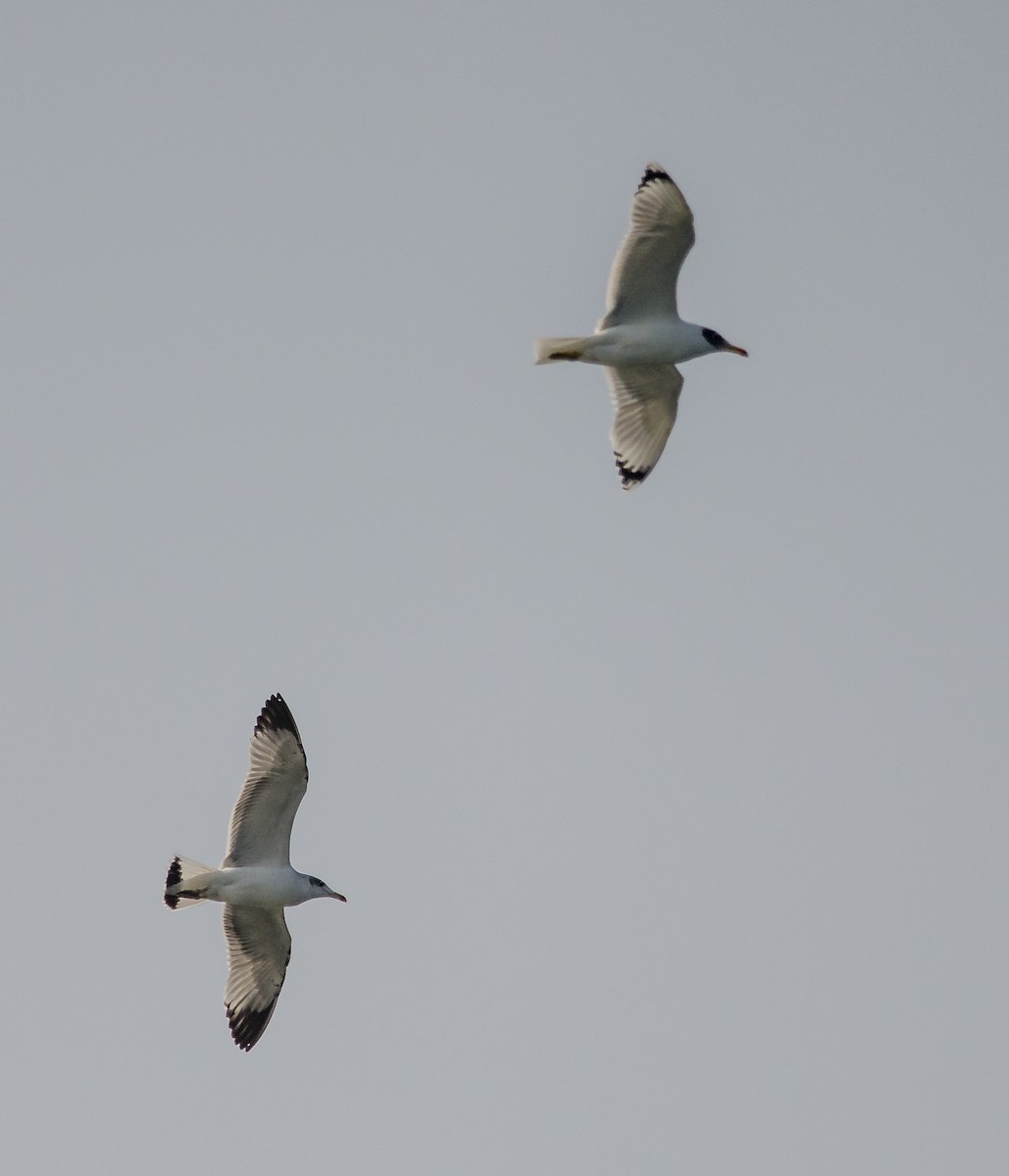 Pallas's Gull - Subharanjan Sen