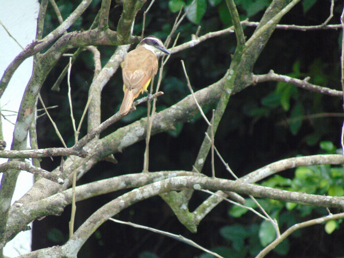 Rusty-margined Flycatcher - Adriana Rojas