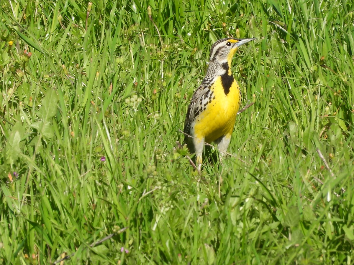 Western Meadowlark - L. Burkett