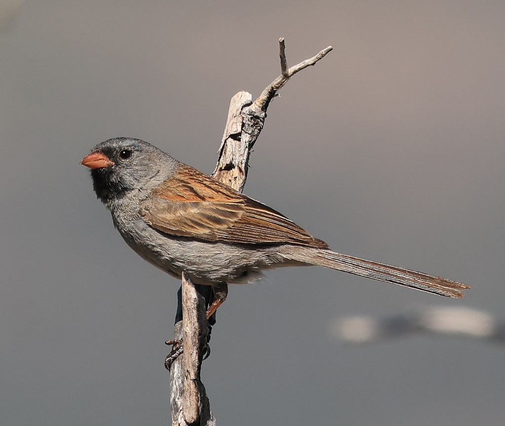 Black-chinned Sparrow - Moe Bertrand