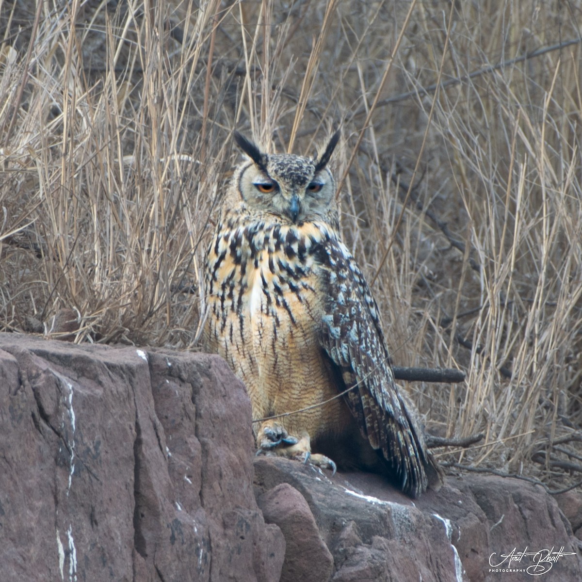 Rock Eagle-Owl - amit bhatt