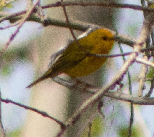 Yellow Warbler - G Stacks