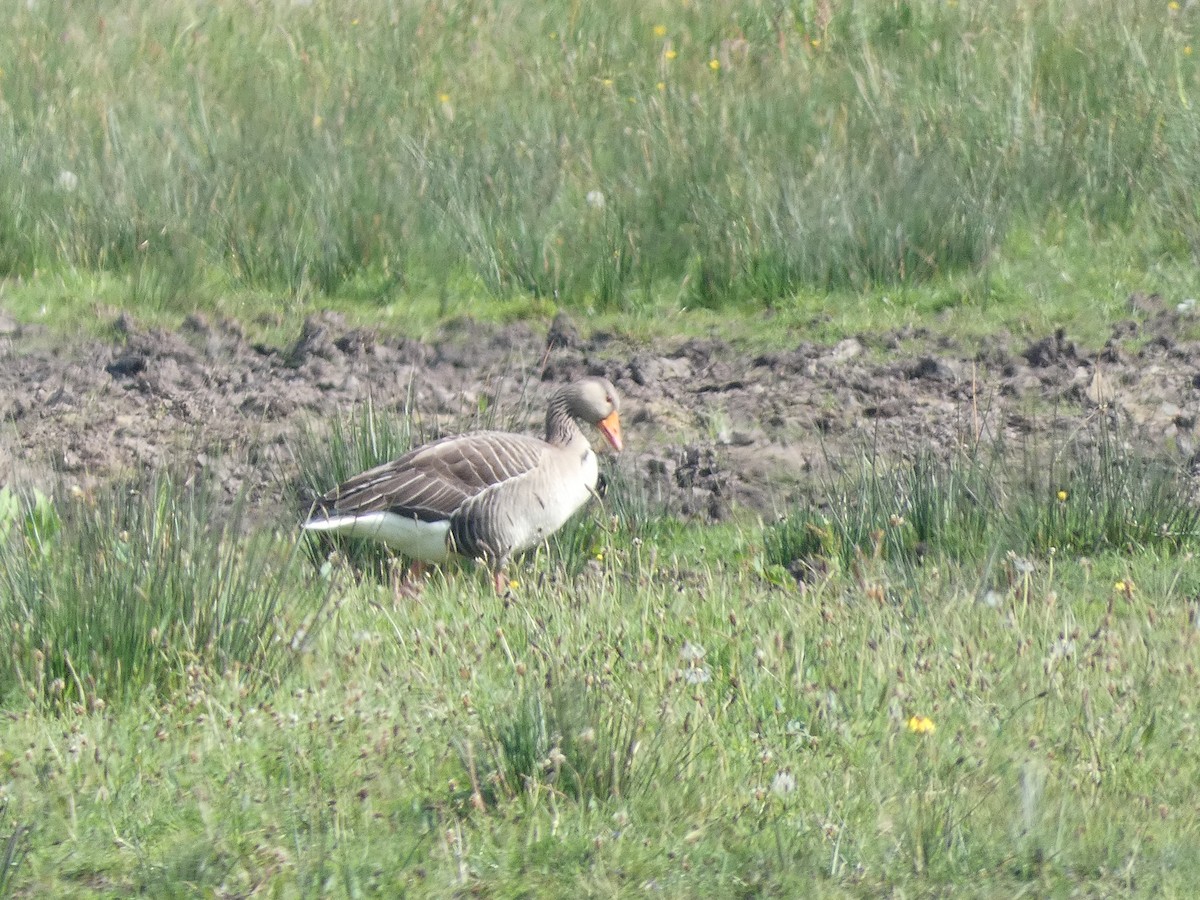 Graylag Goose - Mike Tuer