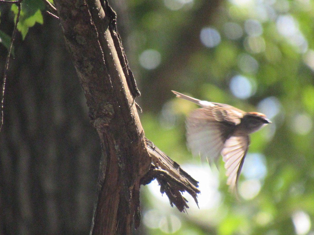 Chipping Sparrow - ML618876042