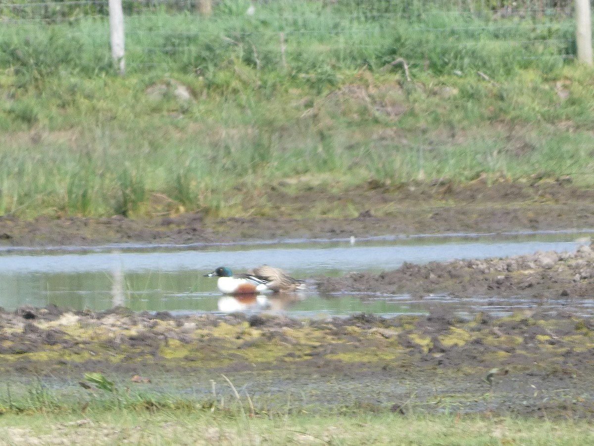 Northern Shoveler - Mike Tuer