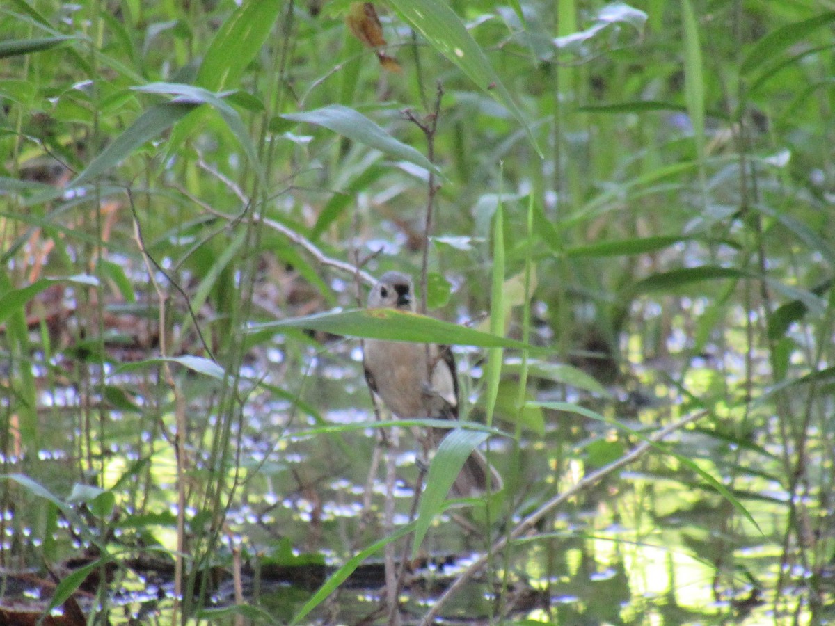 Tufted Titmouse - ML618876097