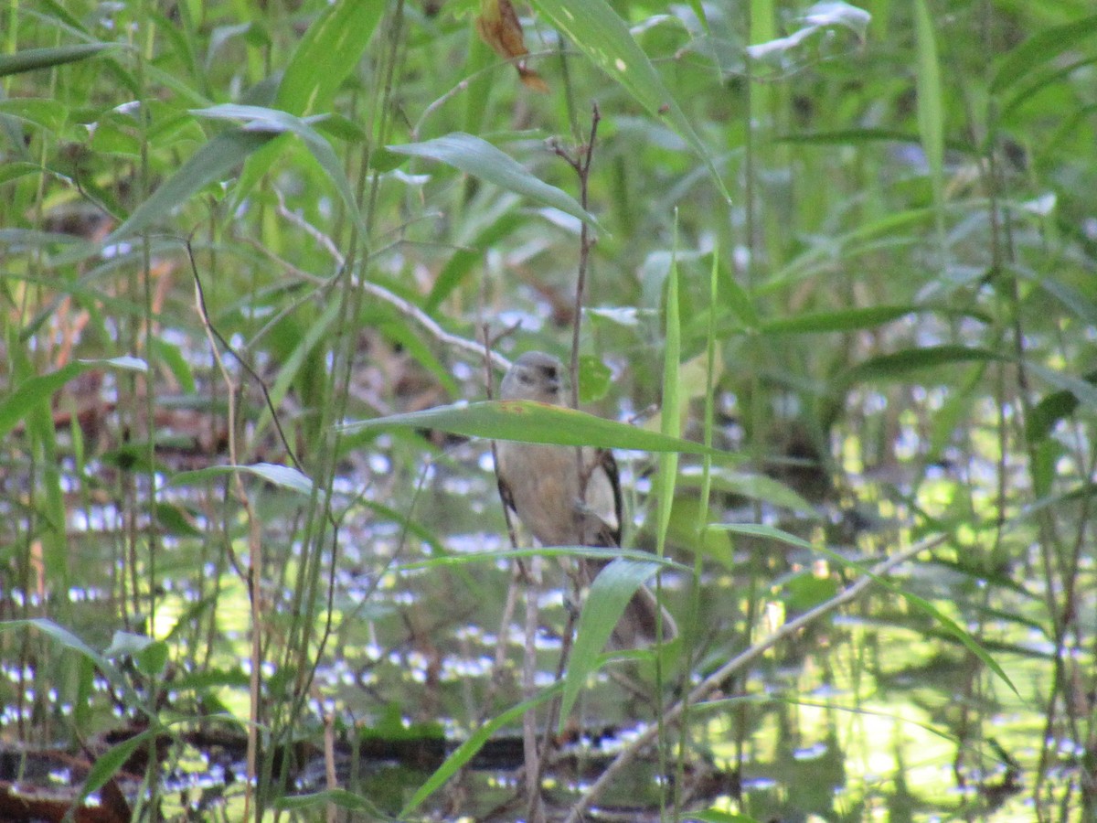 Tufted Titmouse - ML618876099