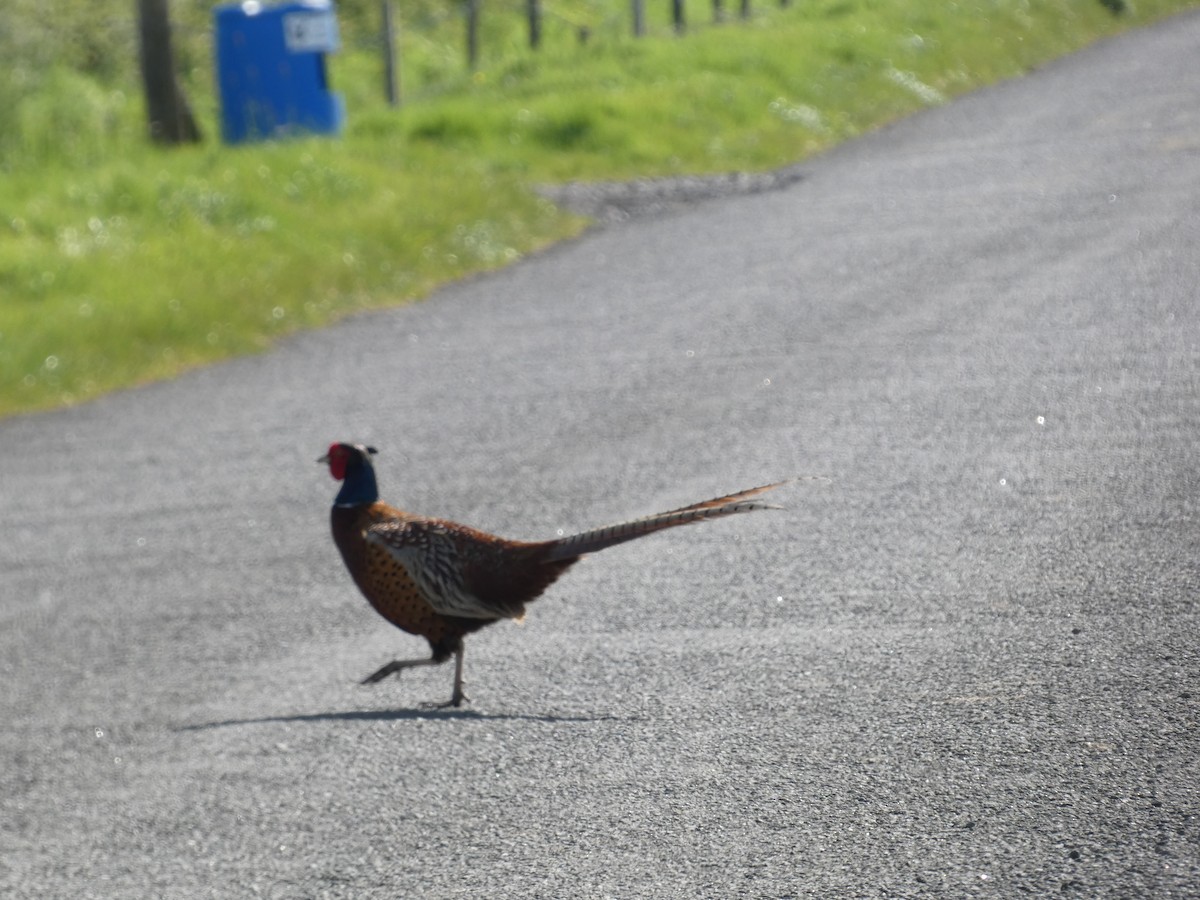 Ring-necked Pheasant - Mike Tuer