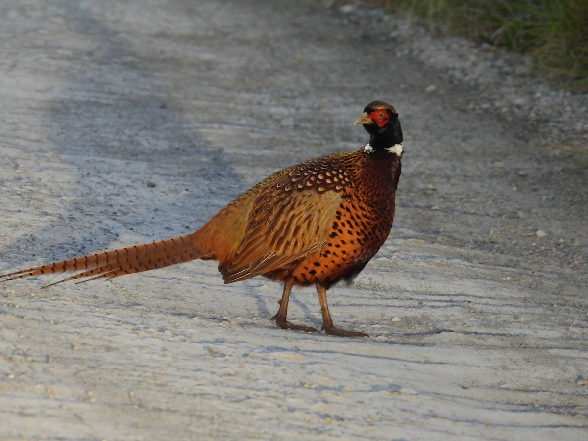 Ring-necked Pheasant - L. Burkett