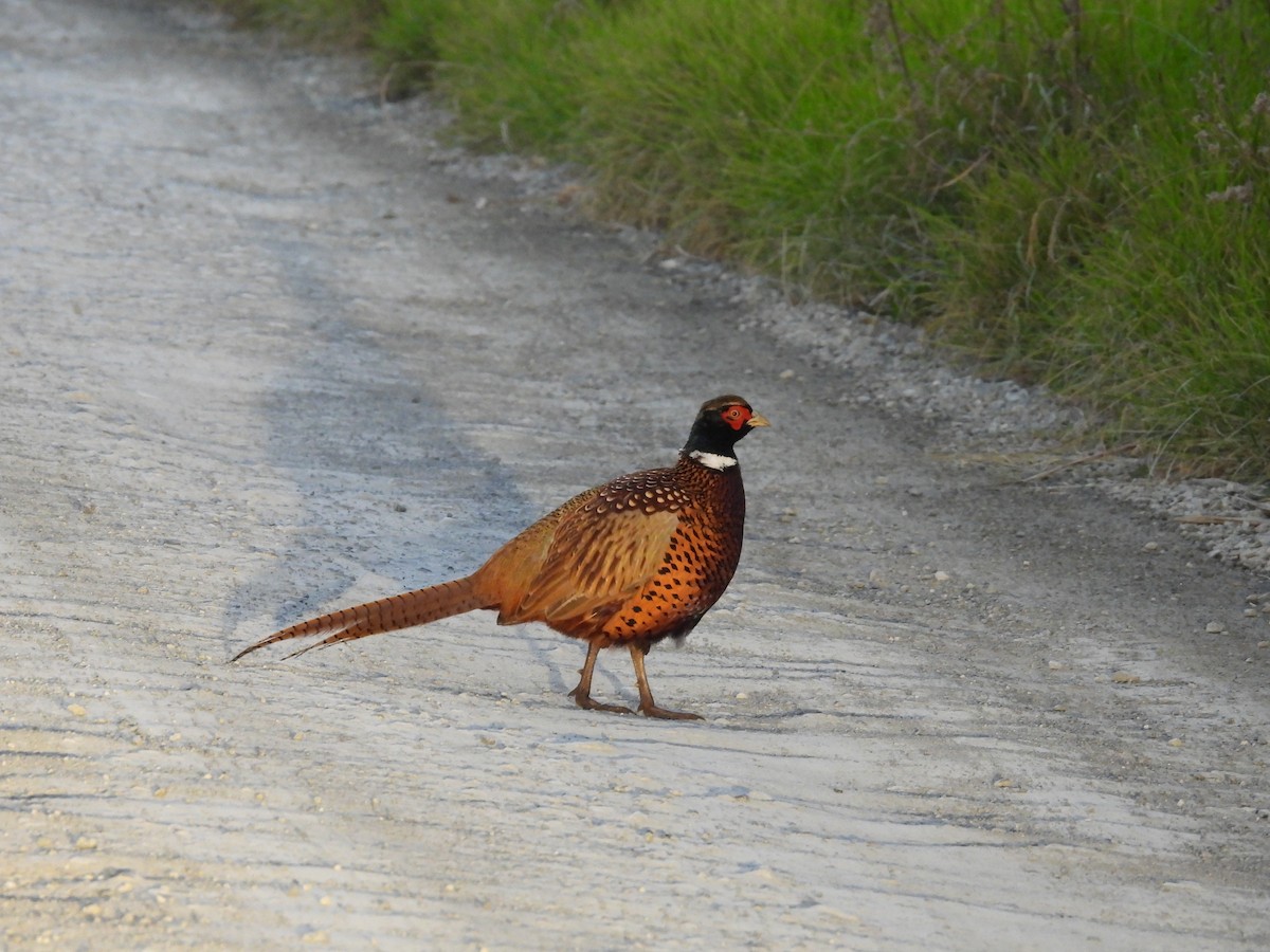 Ring-necked Pheasant - L. Burkett