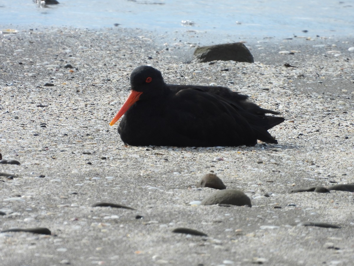 Neuseeland-Austernfischer - ML618876125