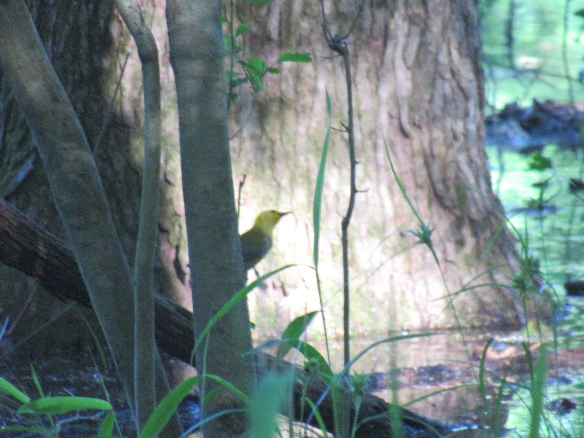 Prothonotary Warbler - ML618876126