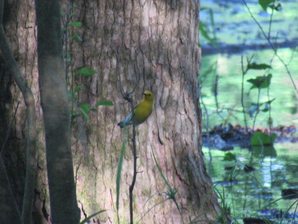 Prothonotary Warbler - ML618876127
