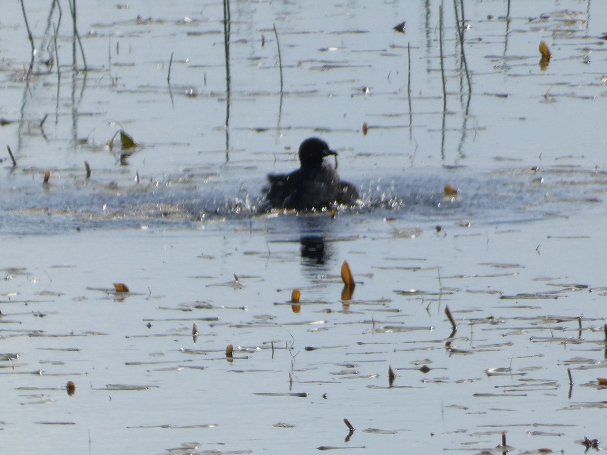 Little Grebe - Mike Tuer