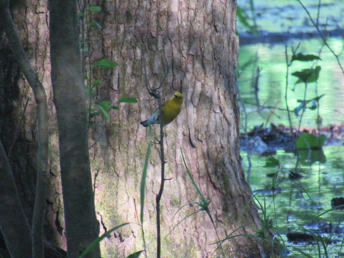 Prothonotary Warbler - ML618876129