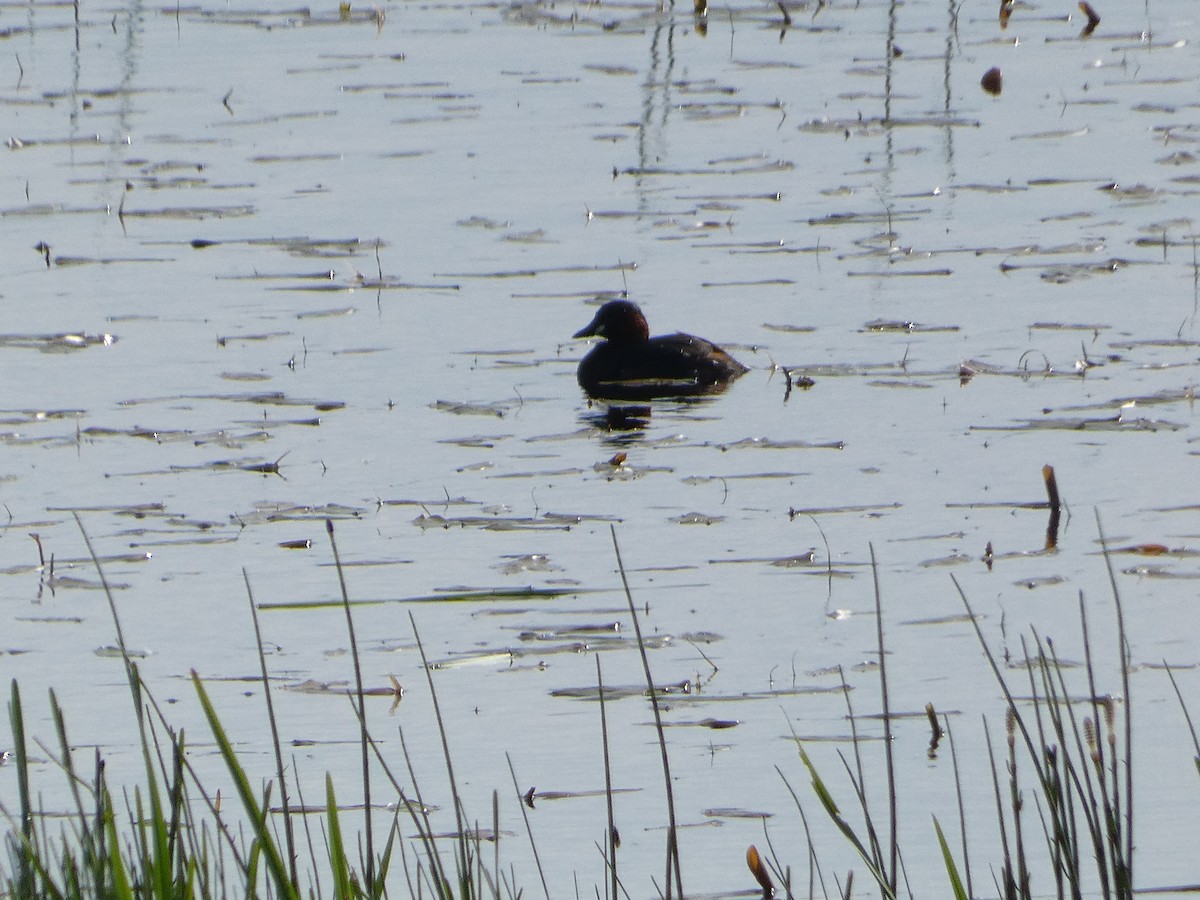 Little Grebe - Mike Tuer