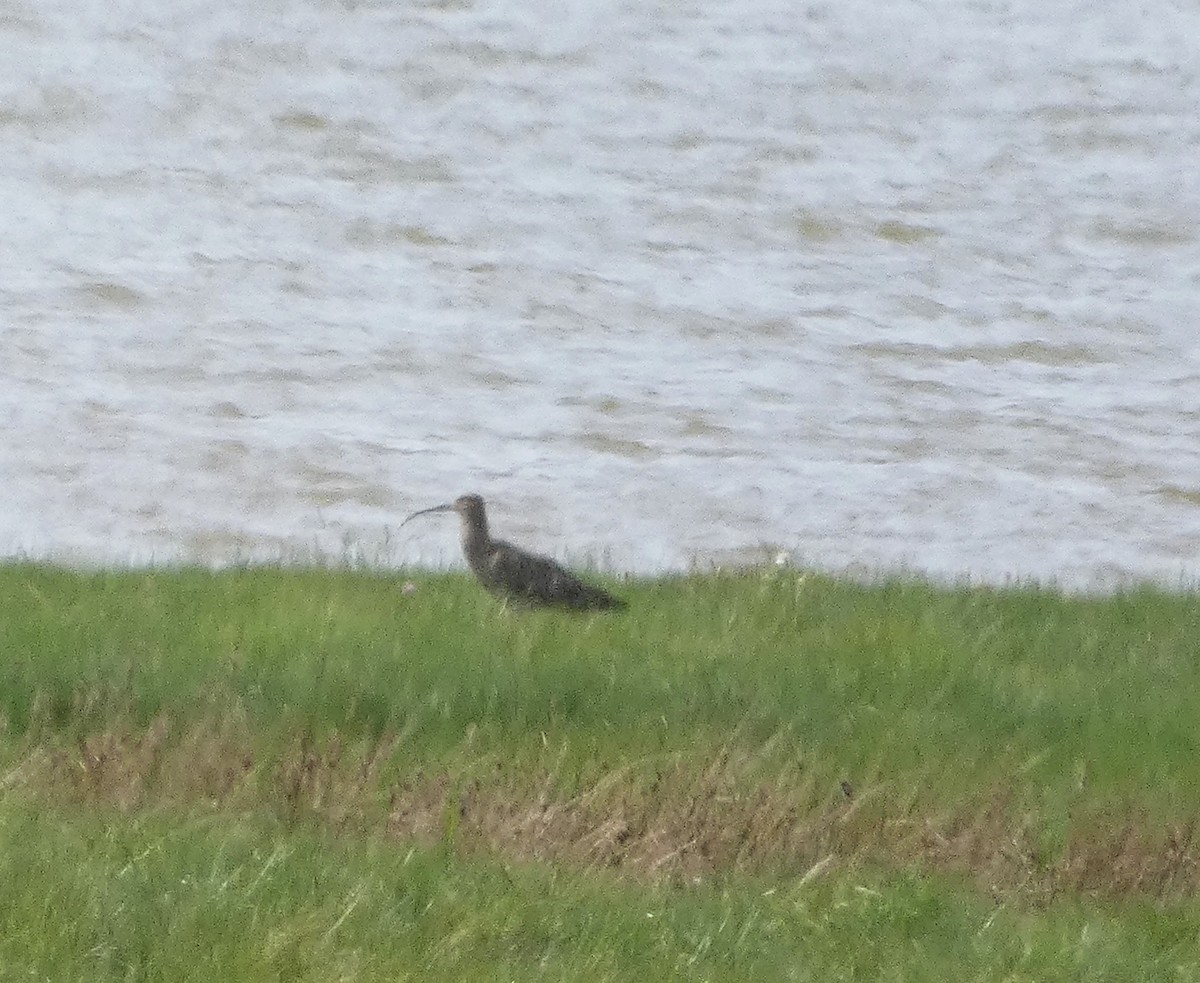 Eurasian Curlew - Mike Tuer