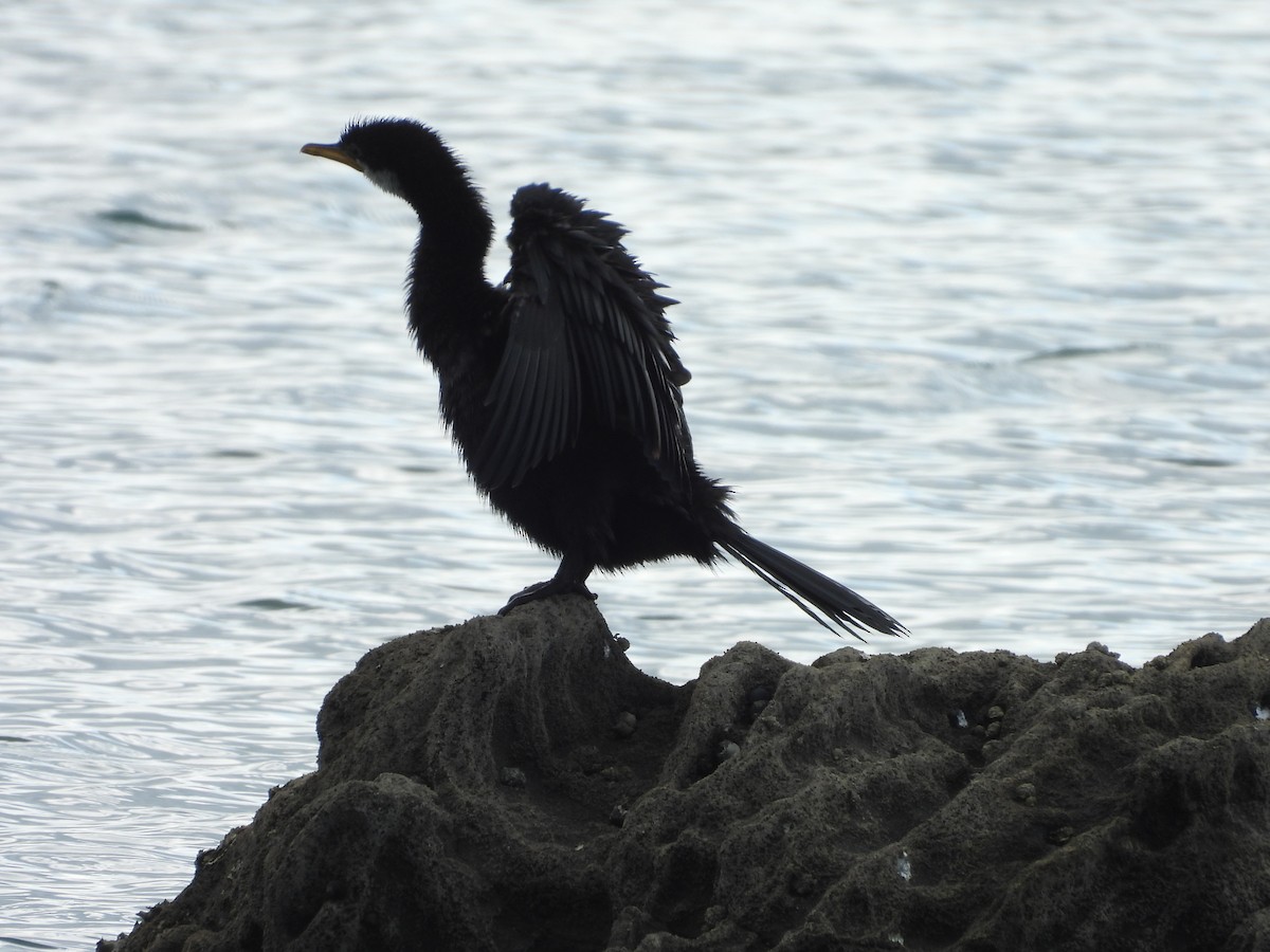 Little Pied Cormorant - L. Burkett