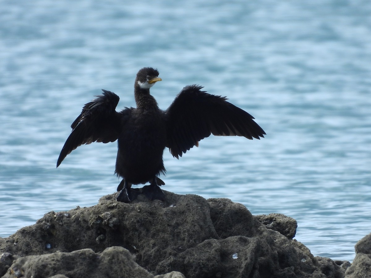 Little Pied Cormorant - L. Burkett