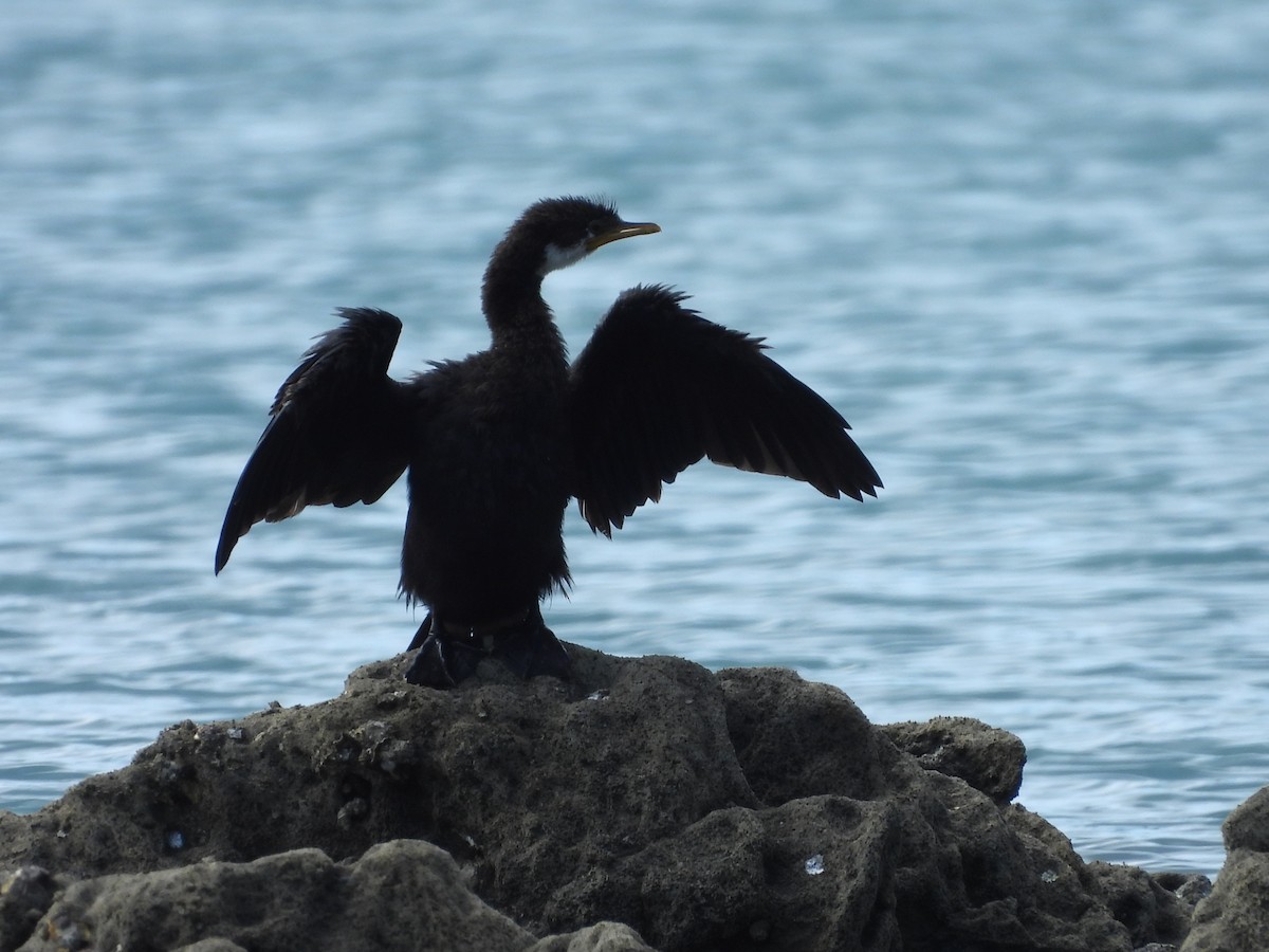 Little Pied Cormorant - L. Burkett