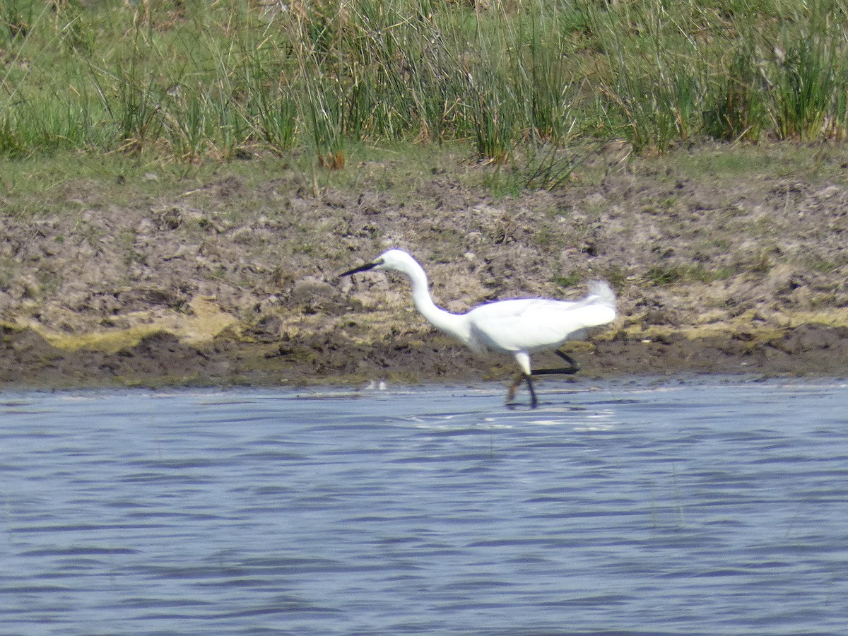 Little Egret - Mike Tuer