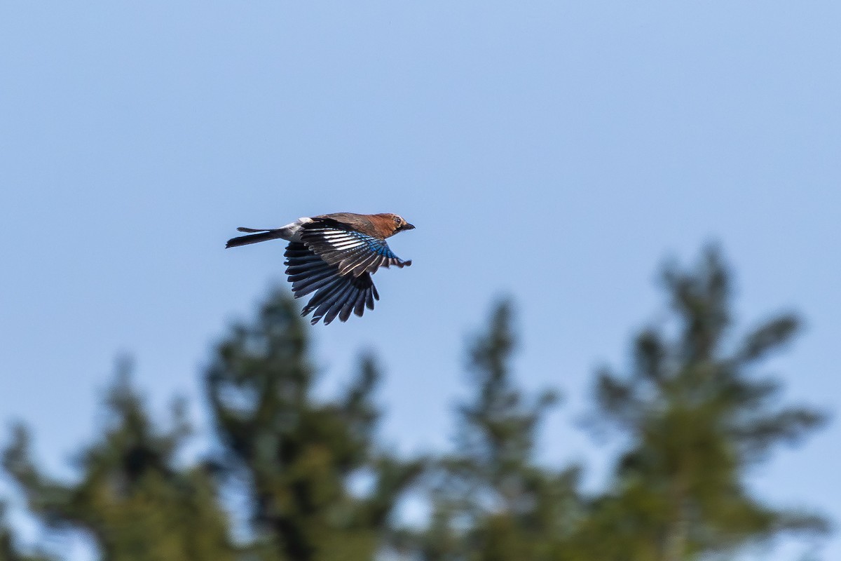 Eurasian Jay - ML618876181