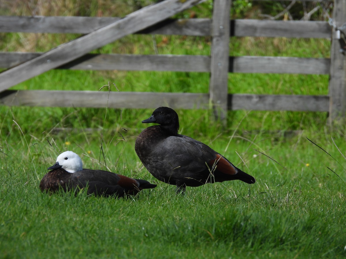 Paradise Shelduck - L. Burkett