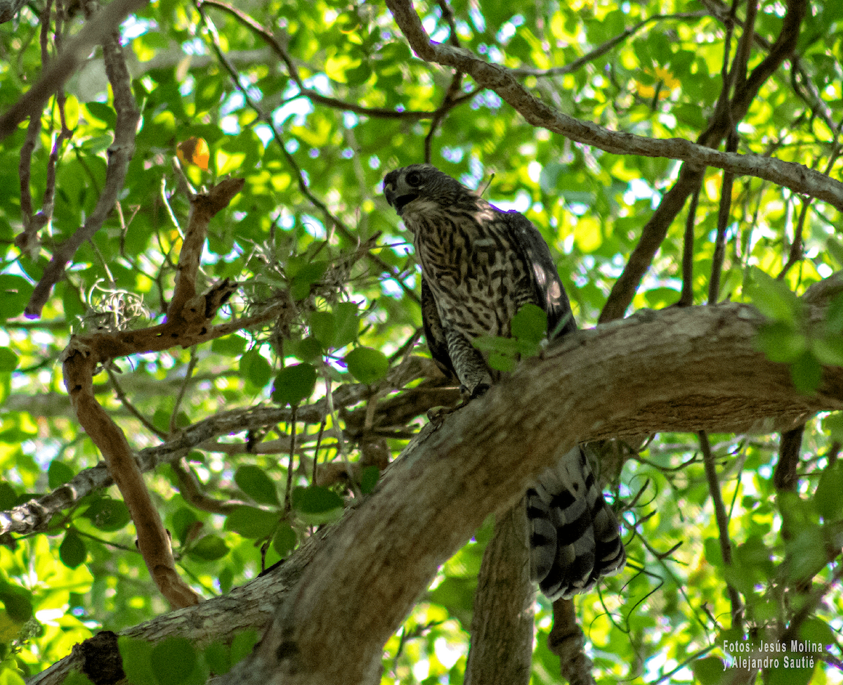 Gundlach's Hawk - Alejandro Sautié Viera