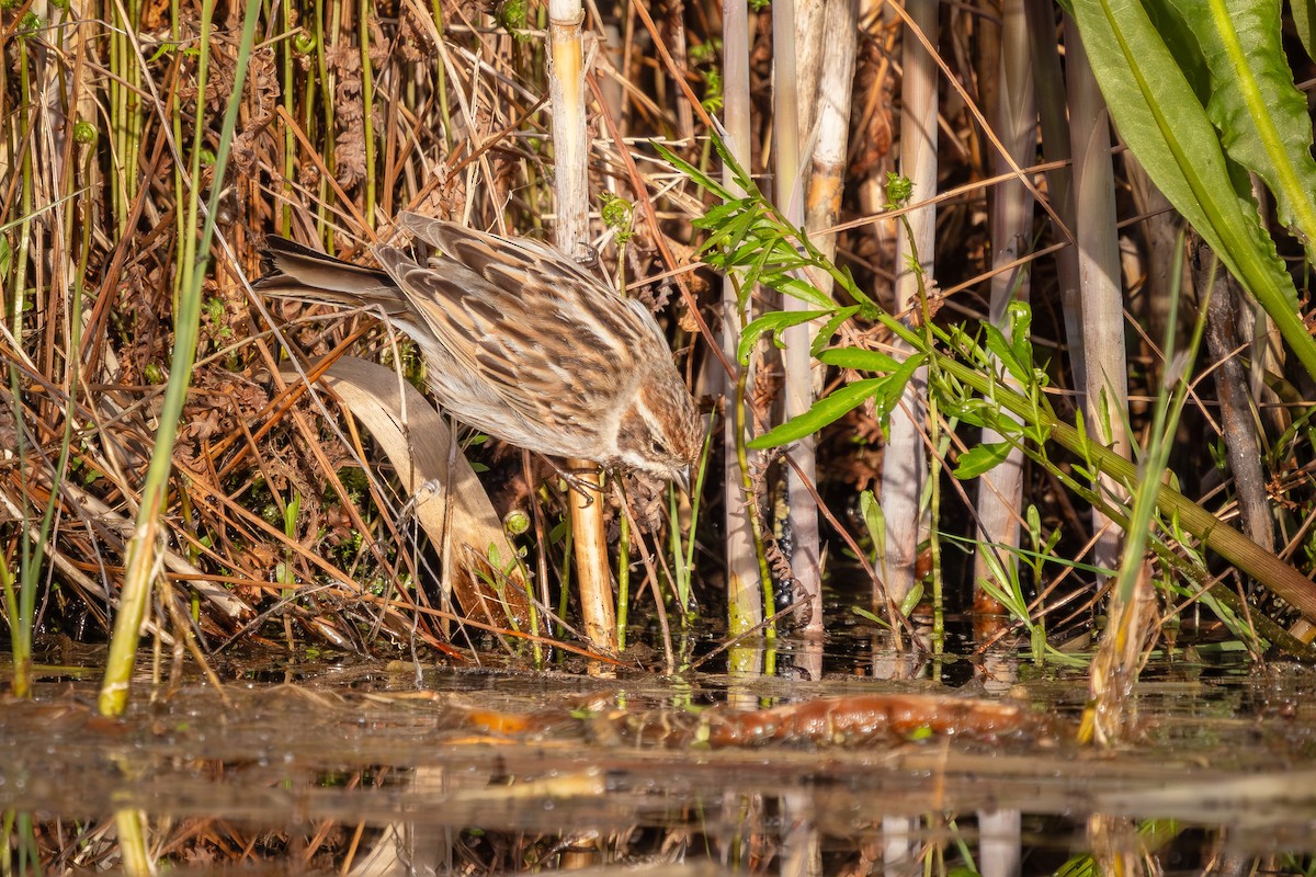 Reed Bunting - Alexey Kurochkin