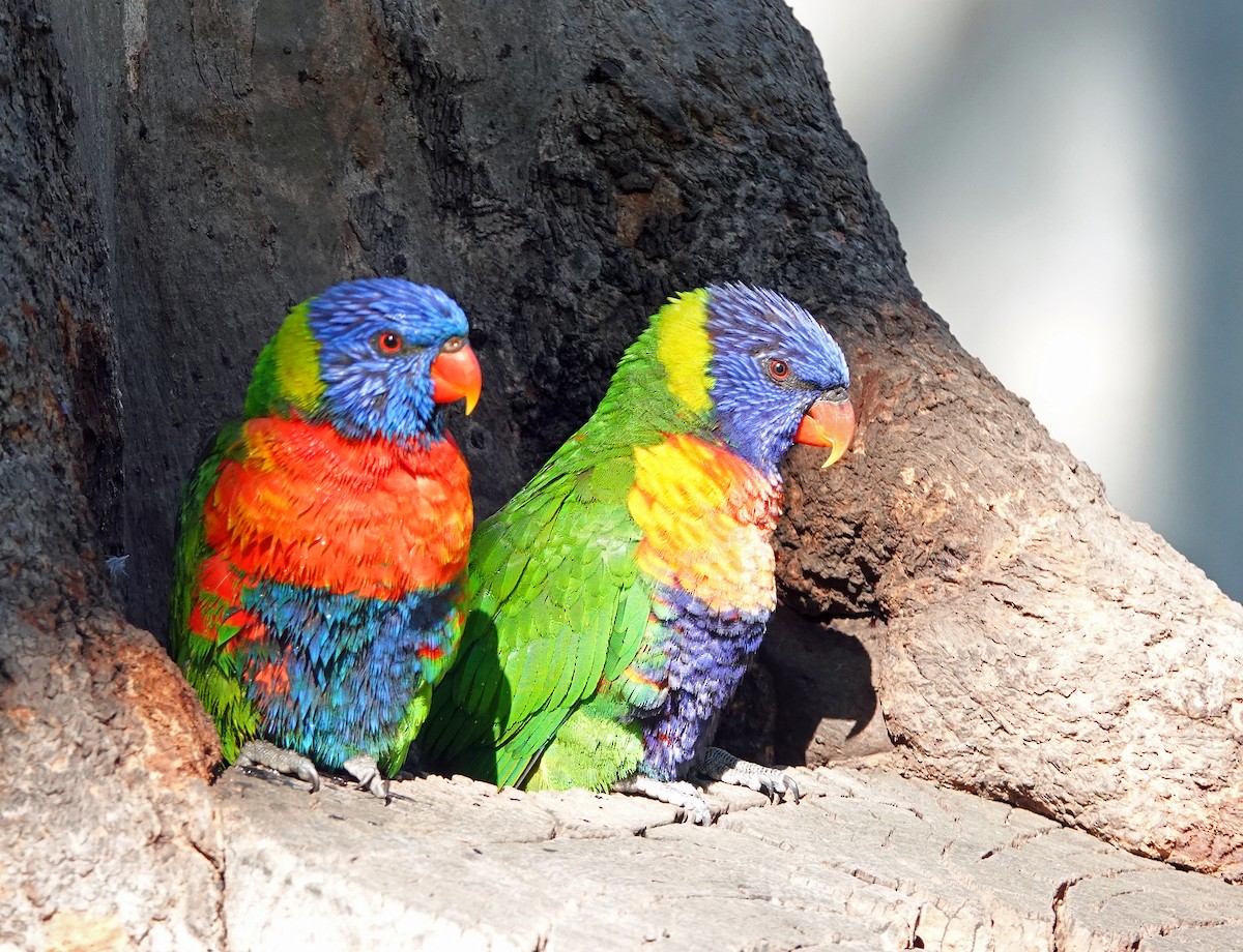 Rainbow Lorikeet - Russell Scott