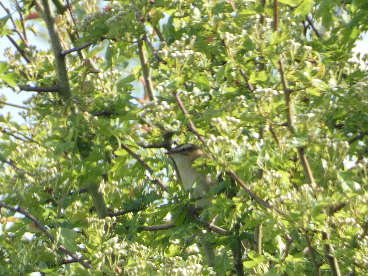 Sedge Warbler - Mike Tuer