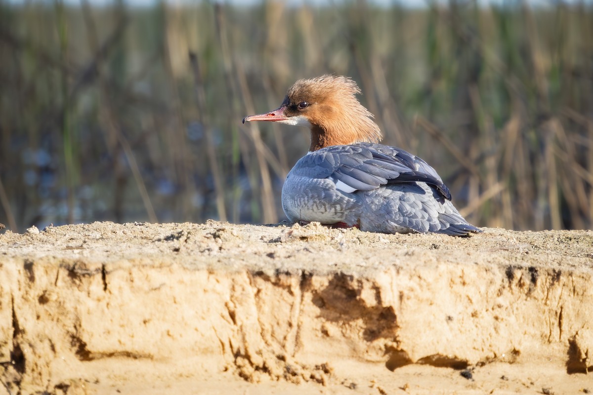 Common Merganser - Alexey Kurochkin