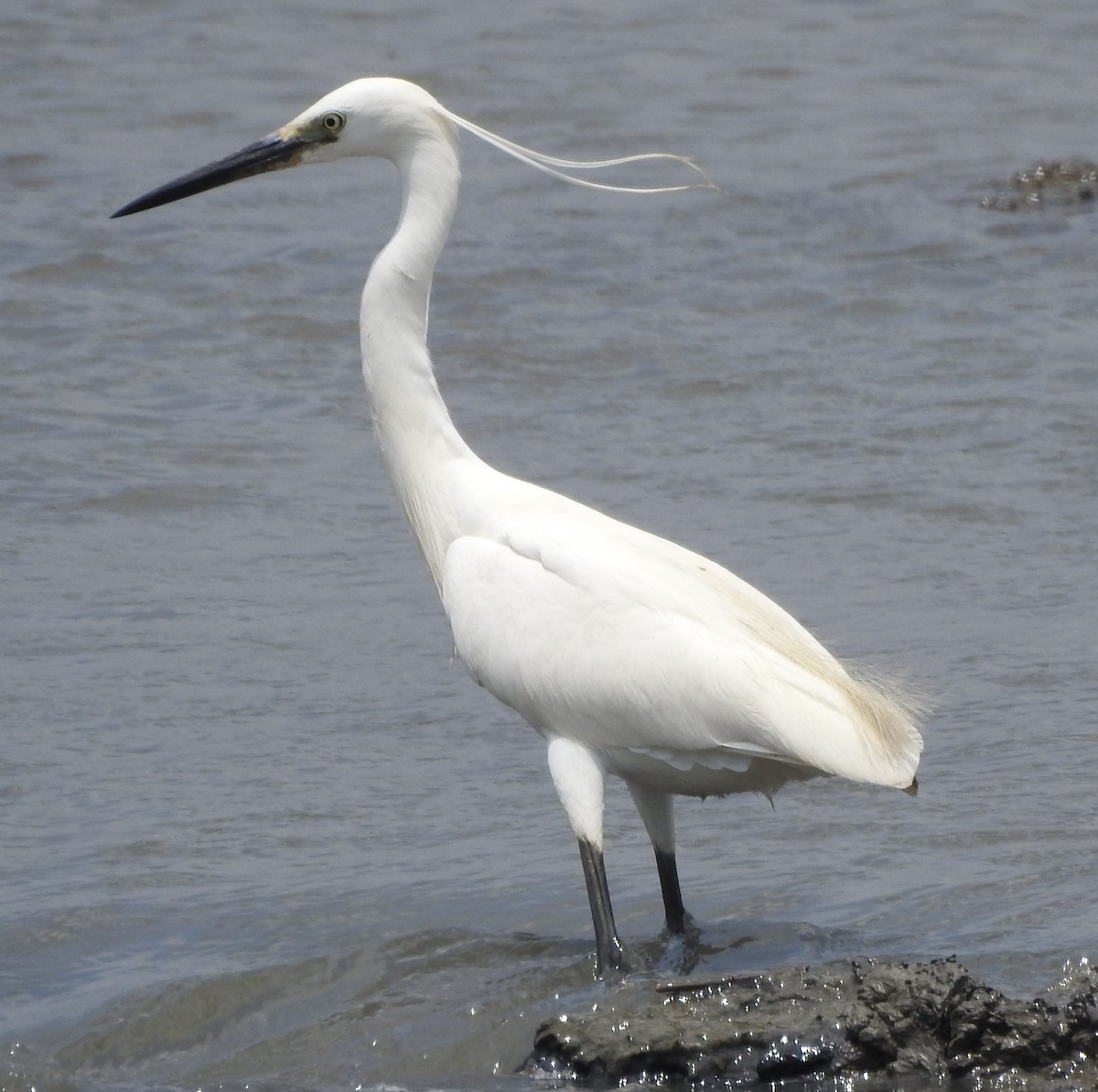 Little Egret (Western) - Arlango Lee