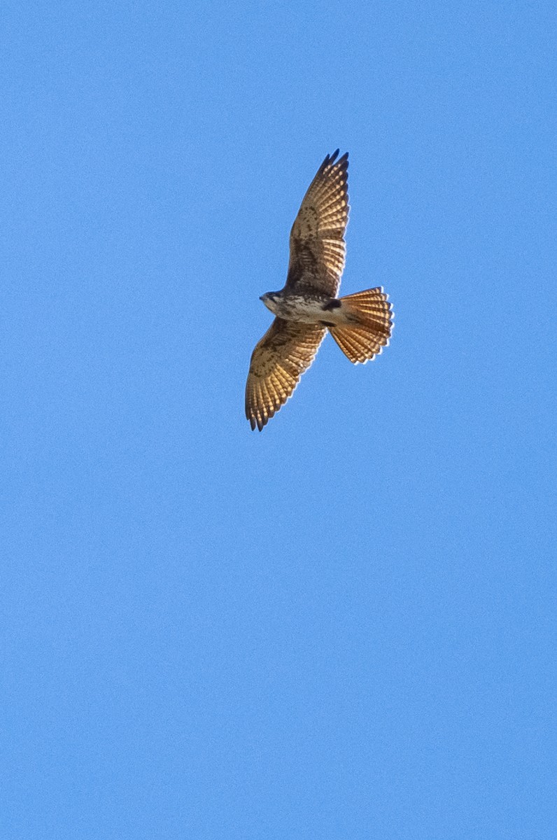 Brown Falcon - Megan Byrd