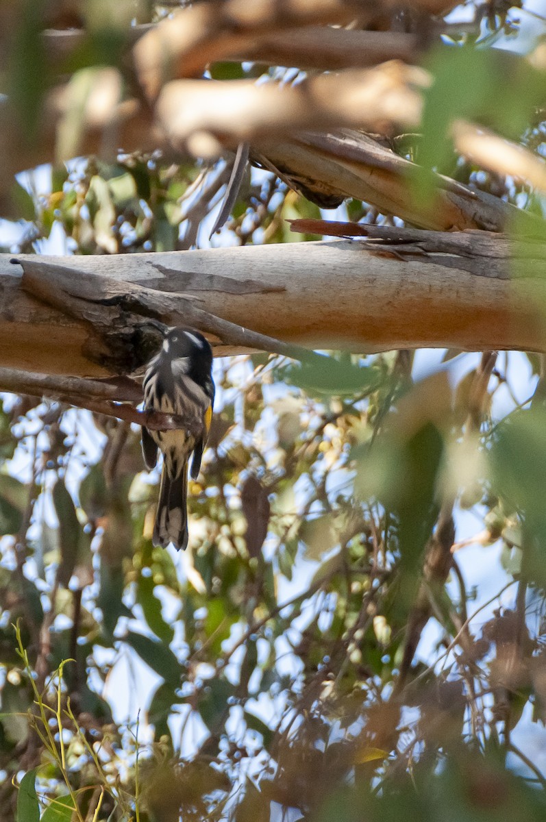 New Holland Honeyeater - Megan Byrd