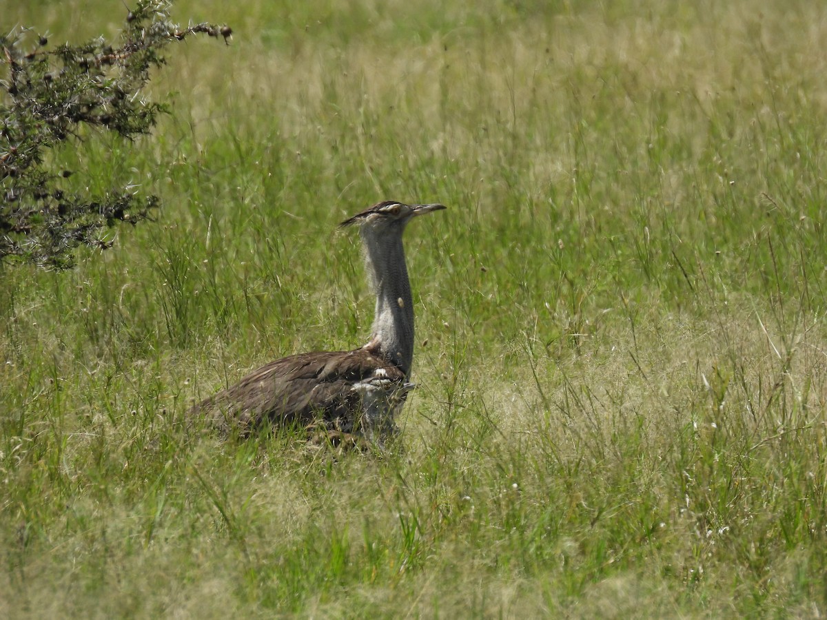 Kori Bustard - Suhel Quader