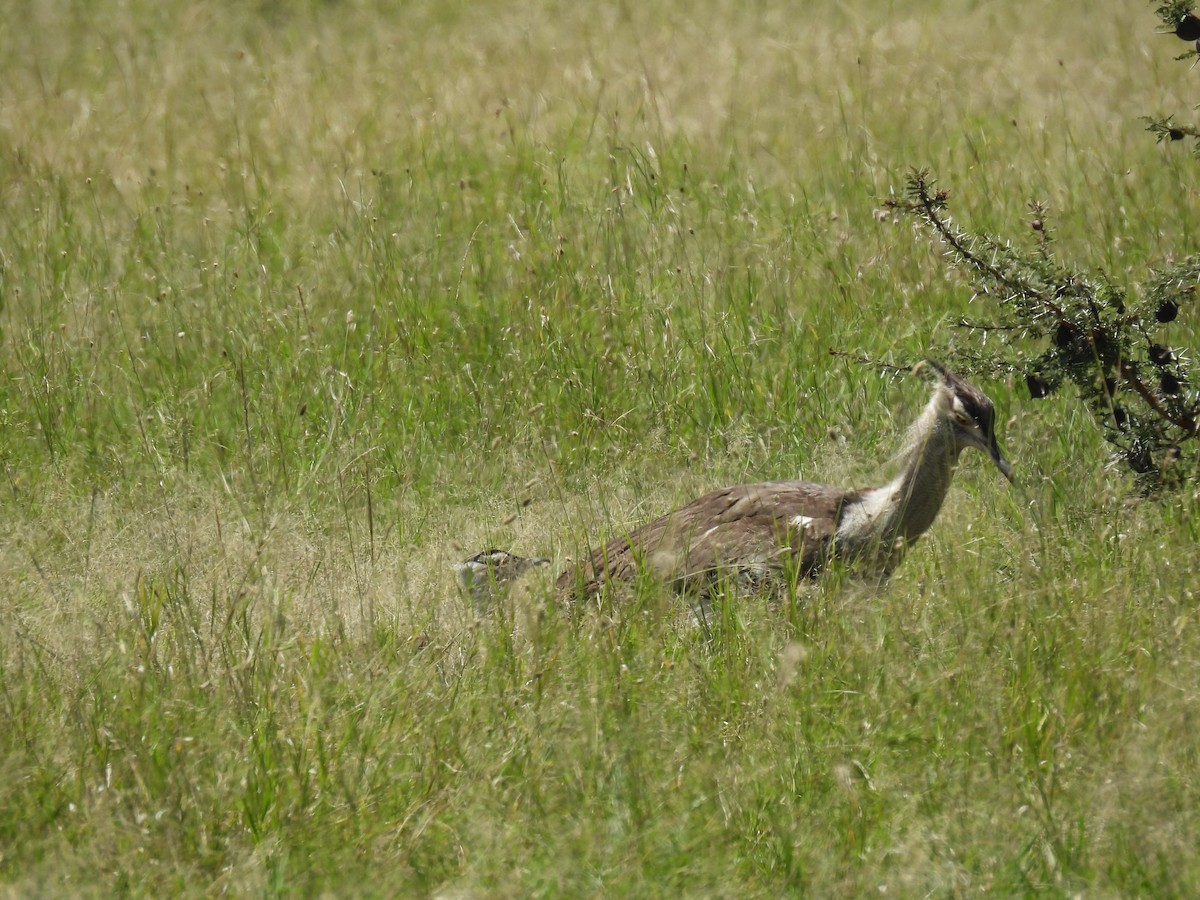 Kori Bustard - Suhel Quader