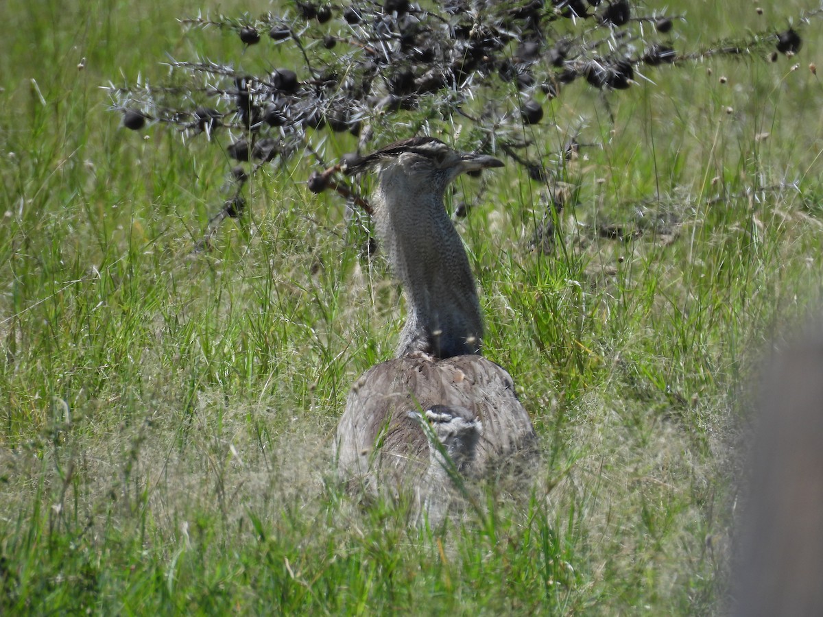 Kori Bustard - Suhel Quader